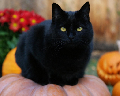 Mèo đen và những ý nghĩa nằm sau giấc mơ thần bí về loài mèo