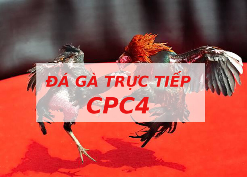 Các loại hình cược chọi gà Cpc4 phổ biến nhất
